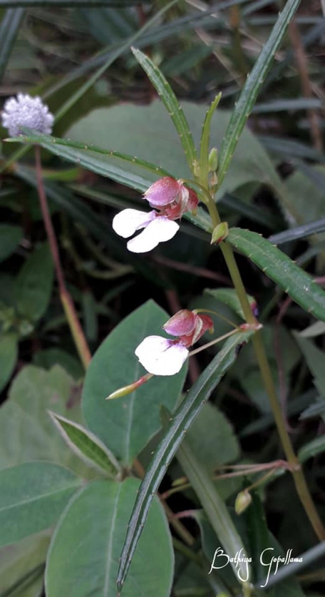 Impatiens oppositifolia L.